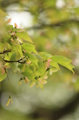 かえでみたいな実