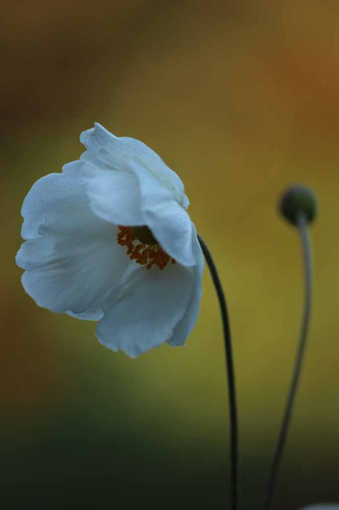 秋明菊