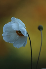 秋明菊