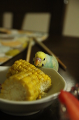 いんこ