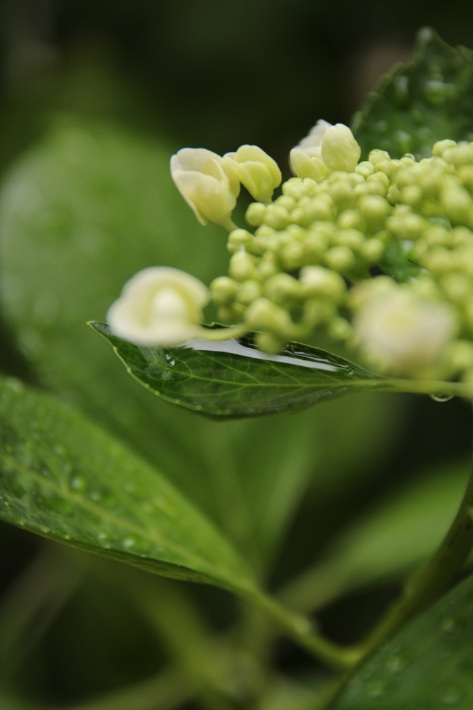 はっぱにみずたまり