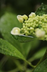 はっぱにみずたまり