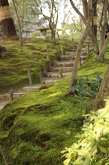 苔の道
