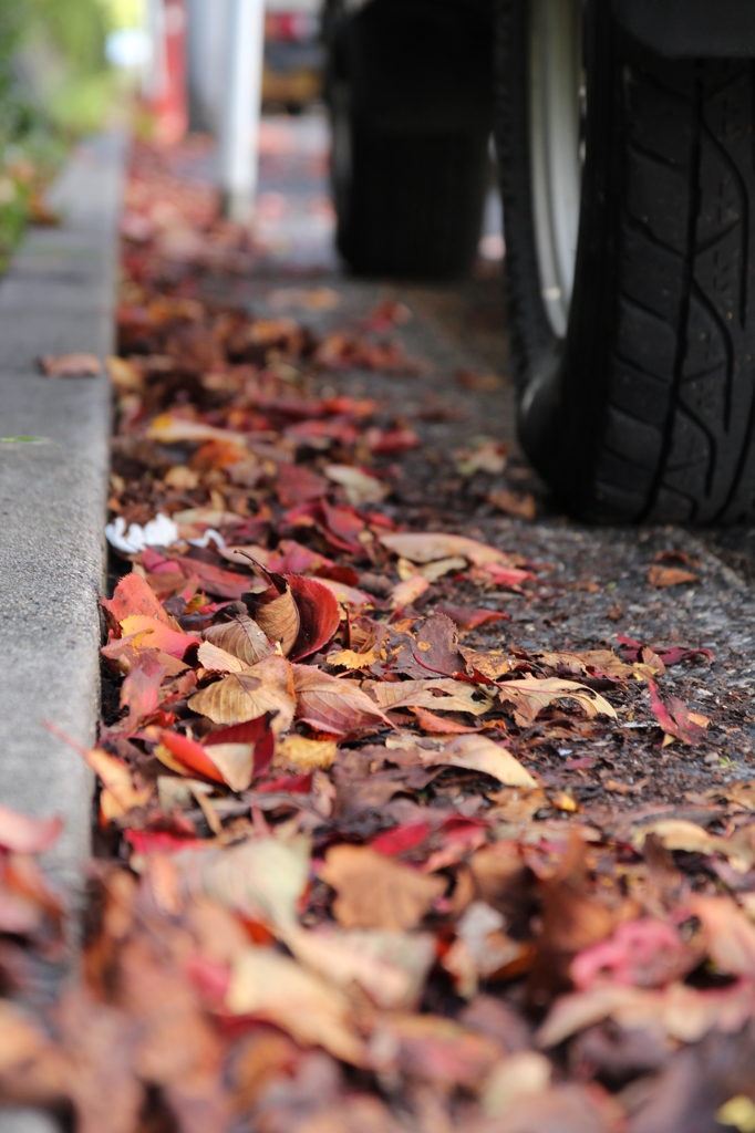 落ち葉