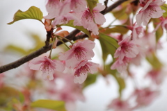 河津桜