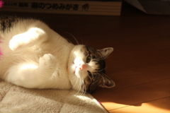 つるこ