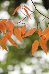 紅葉