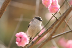 エナガ