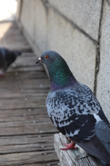え、餌あんたもってないの