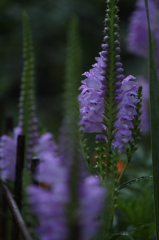 花虎の尾