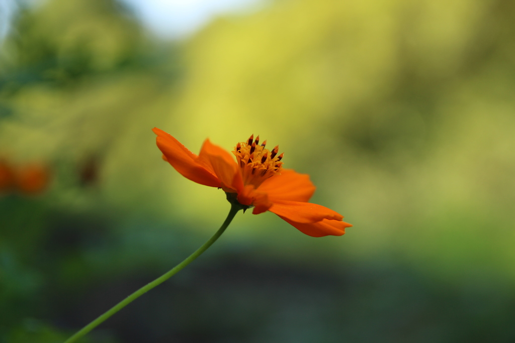 キバナコスモス