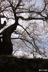 藤木の桜