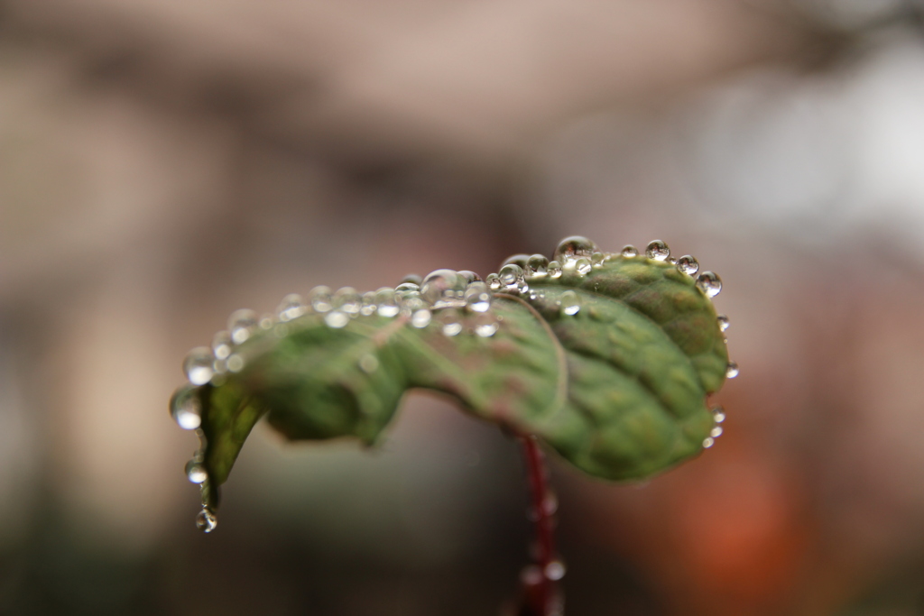 雨上がり