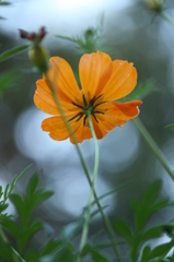 キバナコスモス