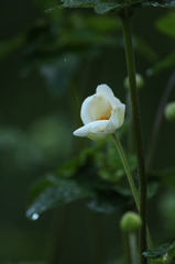 秋明菊