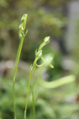 さぎ草