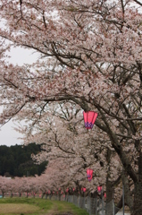 千本桜＠美波羅川