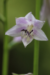 ギボウシ ギボウシ