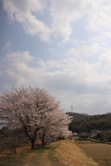 桜