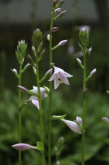 ギボウシ ギボウシ