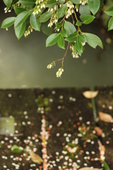 白い花
