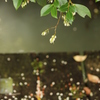 白い花