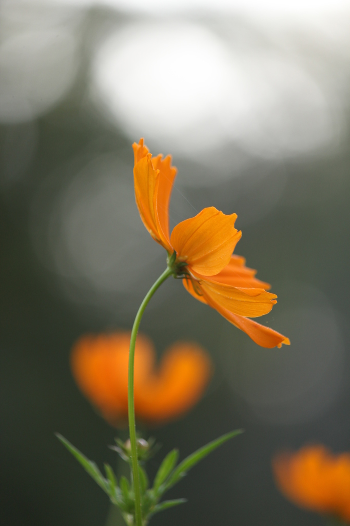 キバナコスモス