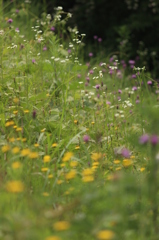 おはないっぱいだ