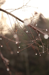 雪の朝