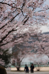 桜