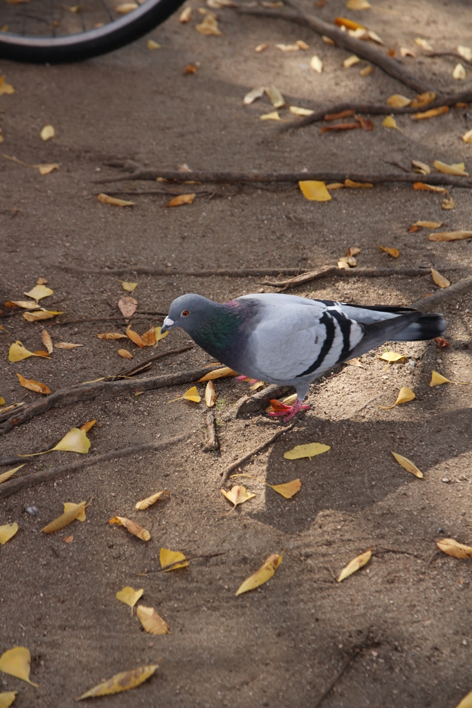 鳩