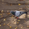 鳩