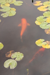 鯉