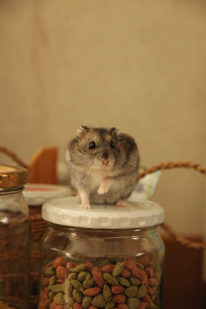 はむ