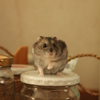 はむ