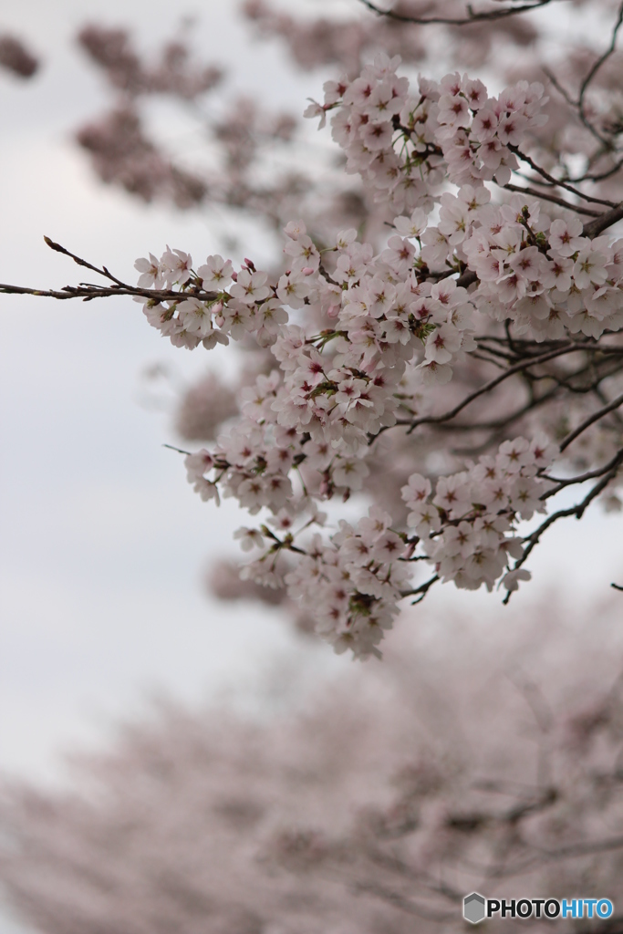 桜