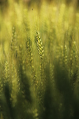 いつ金色になるんだろうまちどおしい。