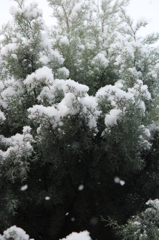雪の日