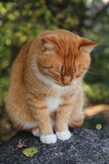 のら