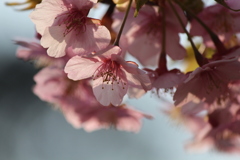 河津桜