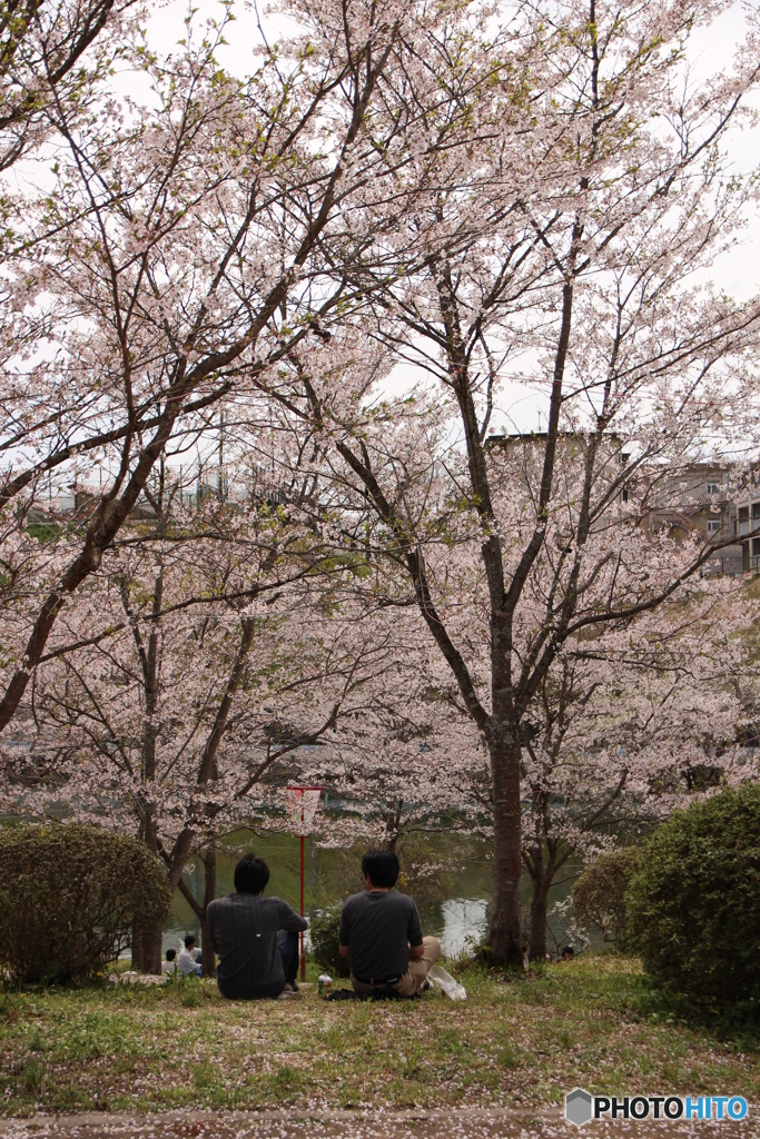 お花見