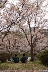 お花見