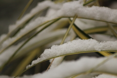 雪の日の庭