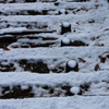 初雪