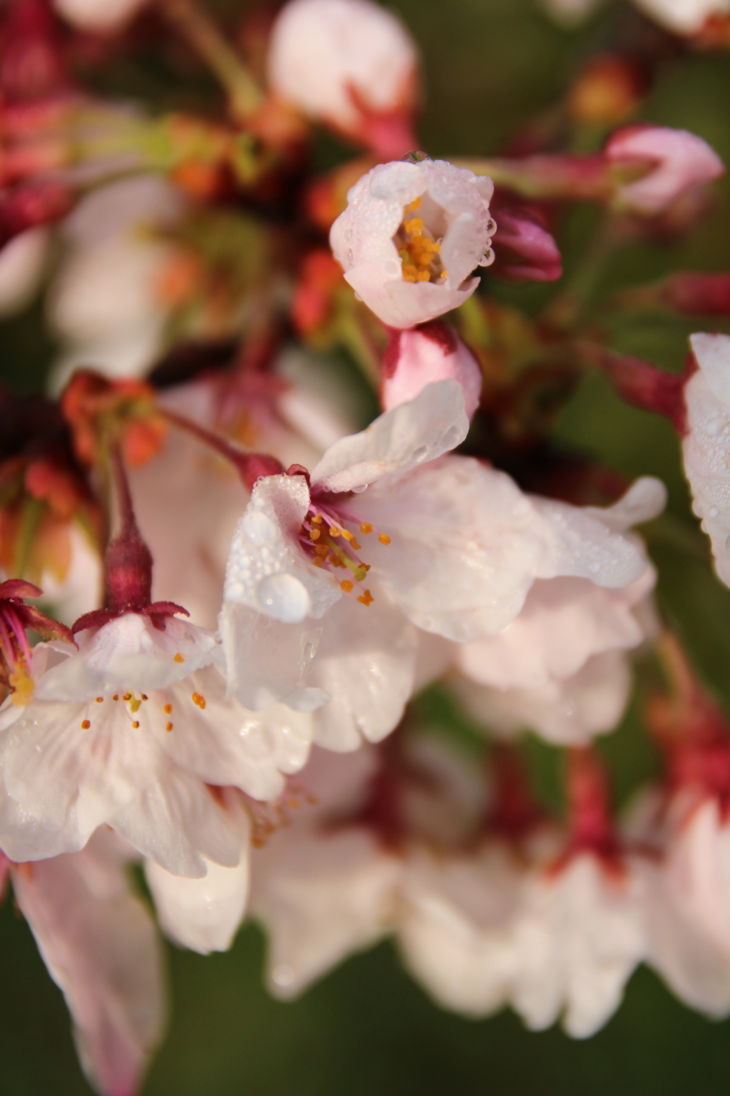 どうしても縦になる魔術にかかった桜