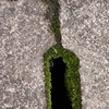 苔