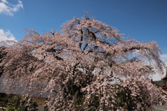 しだれ桜