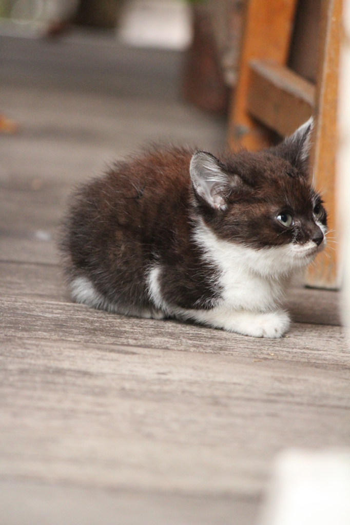 子猫