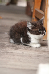 子猫