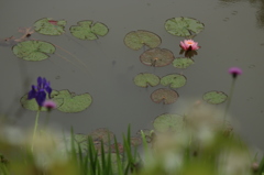 あめふり あめふり